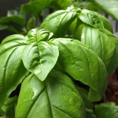 Basil